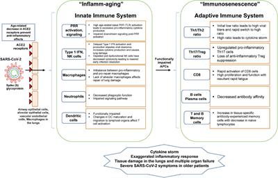 Aging, Immunity, and COVID-19: How Age Influences the Host Immune Response to Coronavirus Infections?